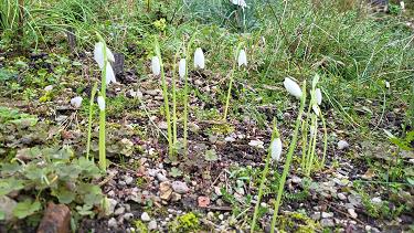 Galanthus reginae-olgae