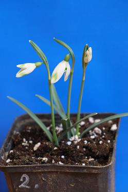 Galanthus nivalis forms sale 2025