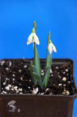 Galanthus nivalis forms sale 2025