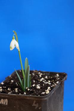 Galanthus nivalis forms sale 2025