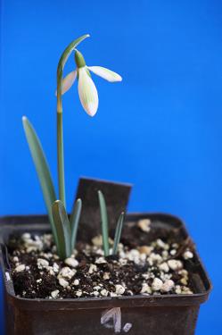 Galanthus nivalis forms sale 2025