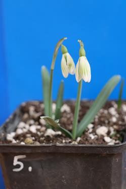 Galanthus nivalis forms sale 2025