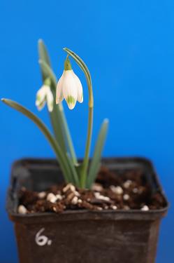 Galanthus nivalis forms sale 2025