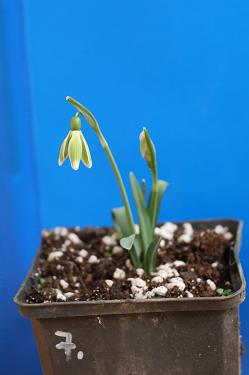 Galanthus nivalis forms sale 2025