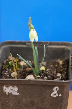 Galanthus nivalis forms sale 2025