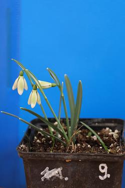 Galanthus nivalis forms sale 2025