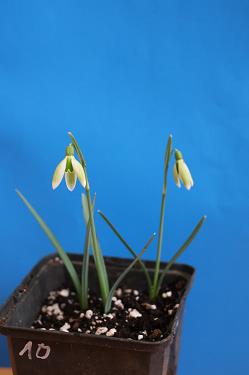 Galanthus nivalis forms sale 2025