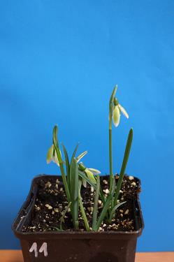 Galanthus nivalis forms sale 2025