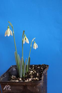 Galanthus nivalis forms sale 2025