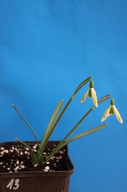 Galanthus nivalis forms sale 2025