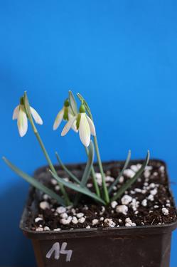 Galanthus nivalis forms sale 2025