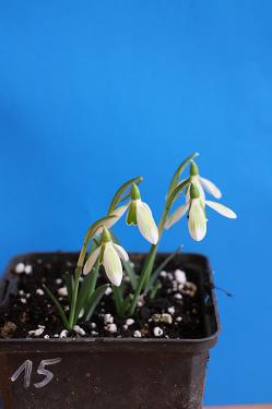 Galanthus nivalis forms sale 2025