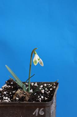 Galanthus nivalis forms sale 2025