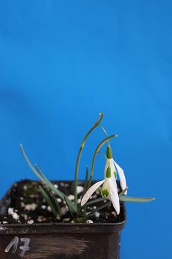 Galanthus nivalis forms sale 2025