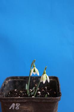 Galanthus nivalis forms sale 2025