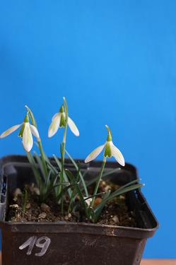 Galanthus nivalis forms sale 2025