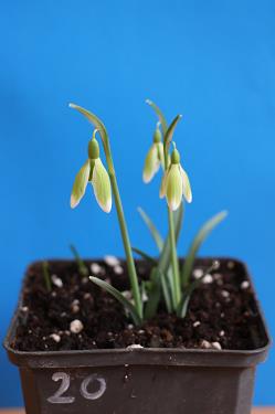 Galanthus nivalis forms sale 2025