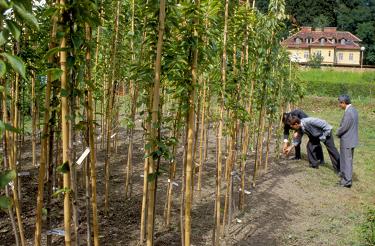 Japonske češnje Japonske češnje