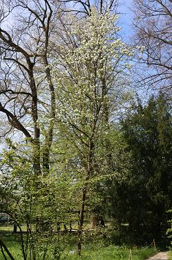 Hruška Strdenka Hruška Strdenka